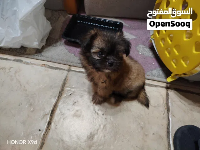 جروه تشينزو كلبة من حجم الصغير   $( 4000 )$
