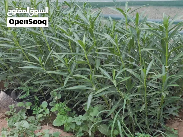 شتلات للبيع بسعر رمزي