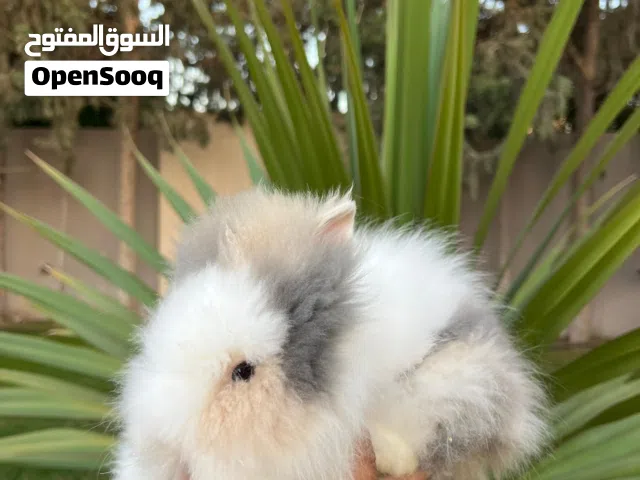 أرنب انقورا قزمي