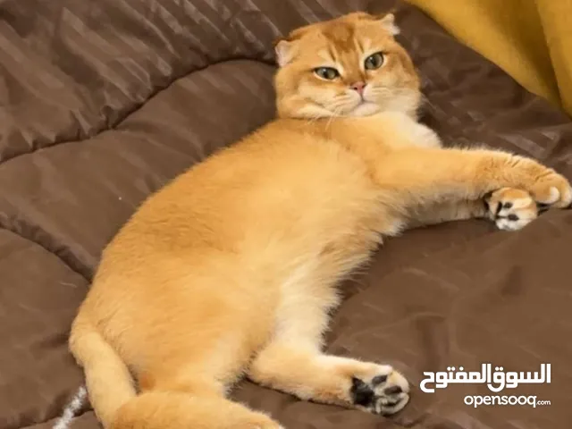 قط ذكر سكوتش فولد