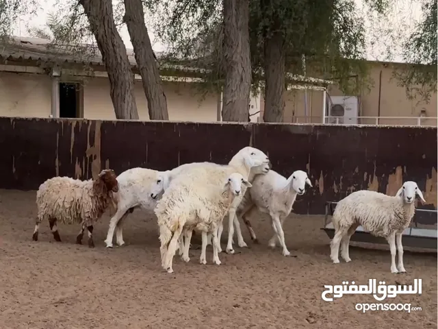 اضاحي للعيد