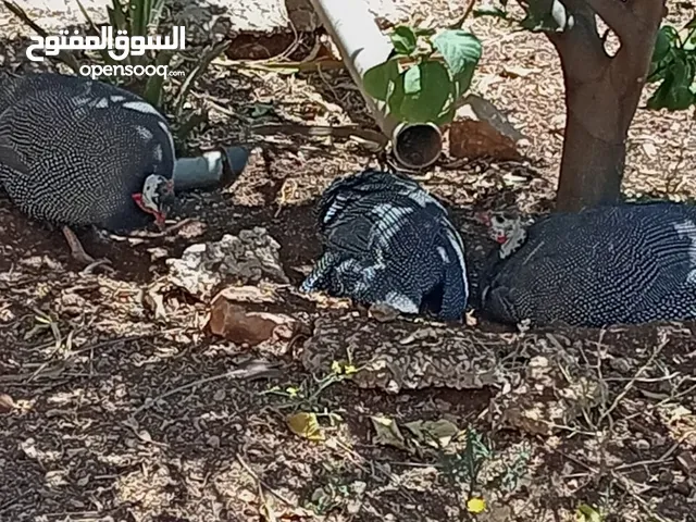 4 دجاجات فرعوني ب 30 دينار