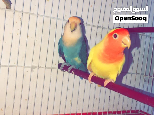 بسم الله روز للبيع شوف الوصف