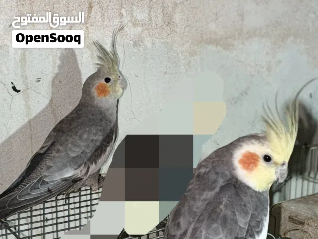 كوبية كوكتيل حبشية للبيع مسوقرة