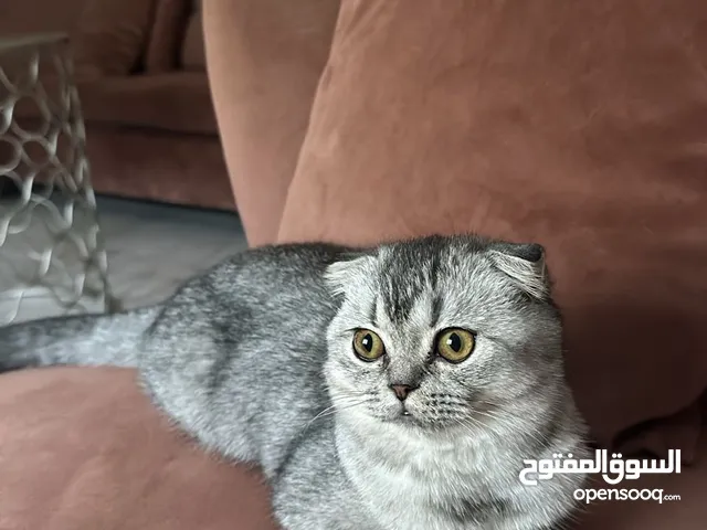 للبيع سكوتش فولد