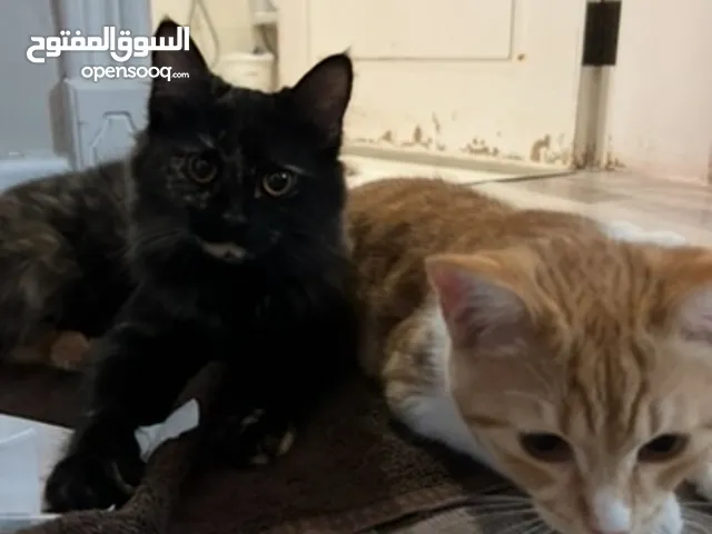 7 month old cats