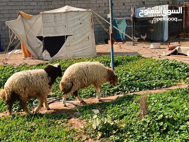 طليان كبار للبيع