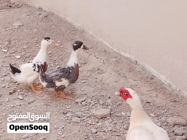 بط 3 انثاتين محليات وذكر مصري
