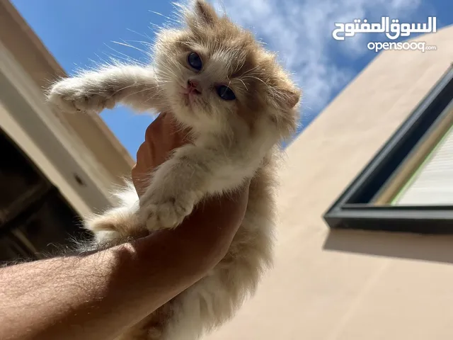 قطط للبيع بنغازي