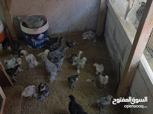 صيصان البراهما العمر 21 يوم