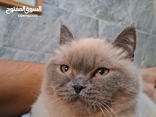 قطة أنثى هيمالايا مكس عمرها من 6 إلى 7 شهور ماخذه كل مطاعيمها
