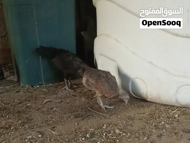 السلام عليكم اقرأ الوصف