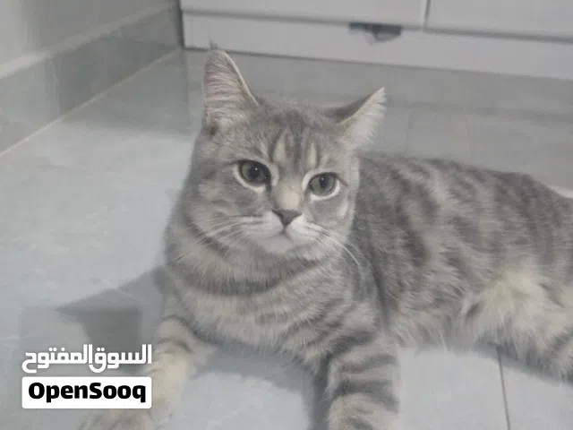 قط لتبني بدون مقابل