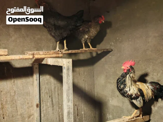 السلام عليكم يوجد دجاج عرب اربعه +ديوجه 5 + ديوجه هندي 2 +دجاجه هنديه وحده +دجاجه وراها 11كتكوت
