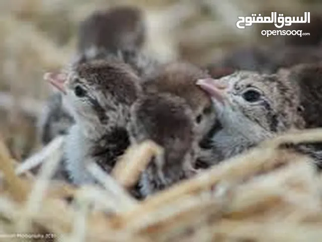 دجاج بلدي+ ارانب بلديه +فراخ حجل