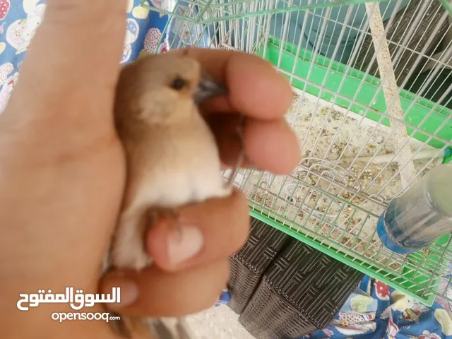 حسون صحراوي  شحرور.