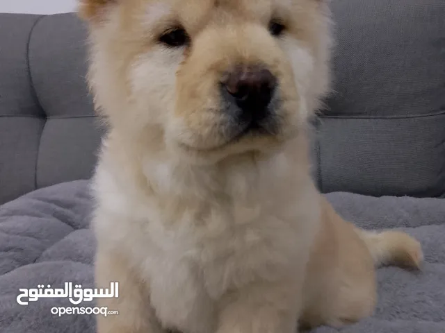 Welcome to the Housse Dog Bear female Chow Chow puppies Vaccination , light cre