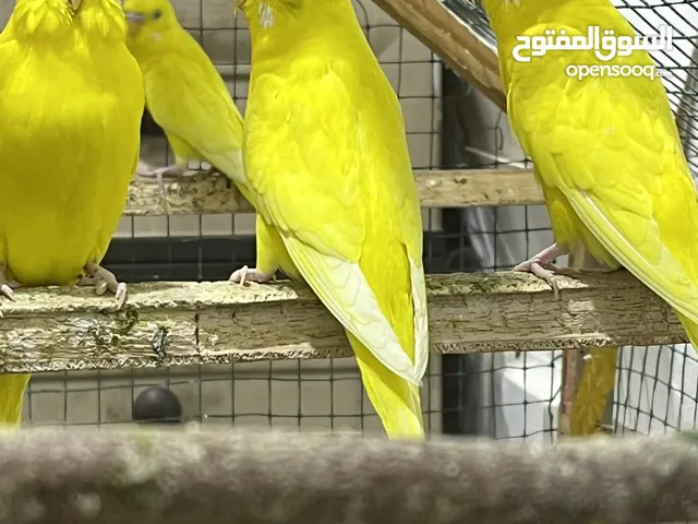طيور حب هولندي