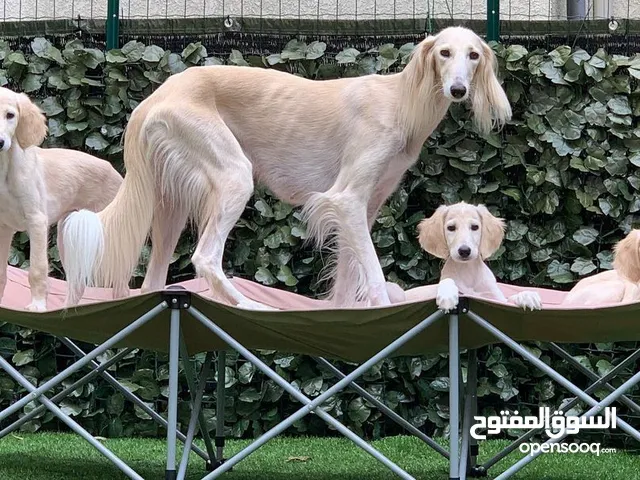 Saluki Puppies available