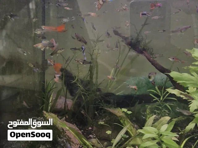 guppy 3pc 1 rial assassin snail 2pc 1 rial plants stumb 0.200 bz colour shrimps 3pc 1 rial