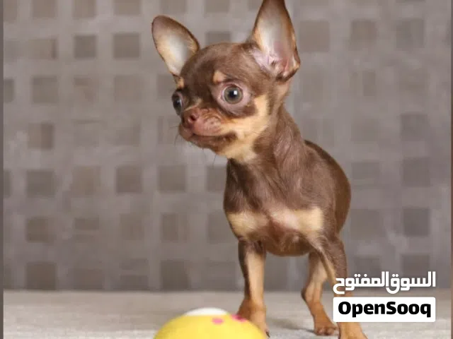 sale dog 3 month كلب تشيواوا تي كب