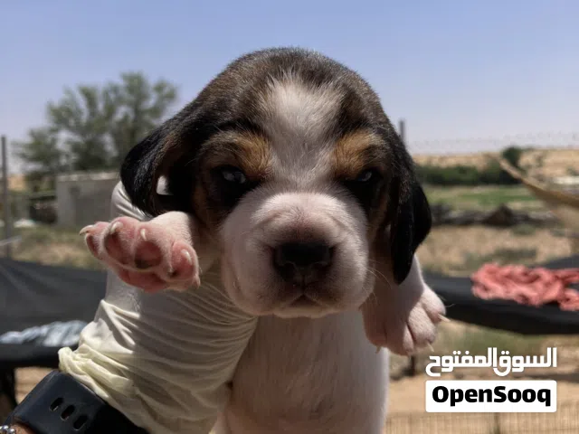 بيجل اب وأم مستوردين