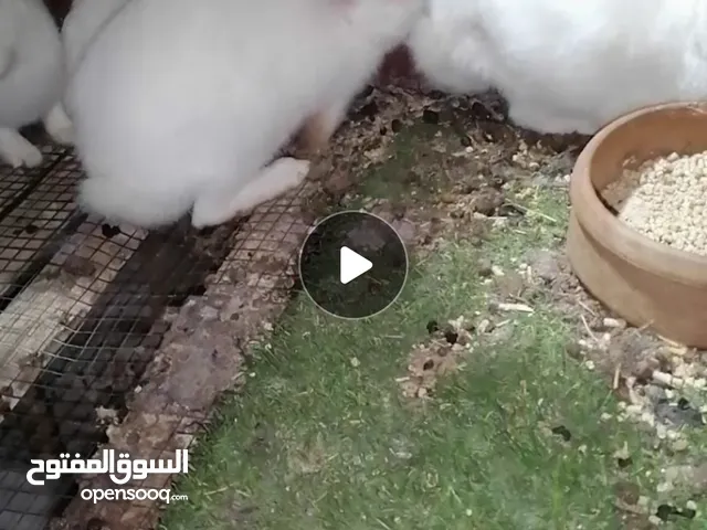 ارانب فرنسي