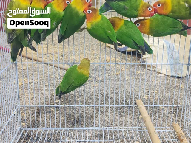 فشر  الفشر الاخضر