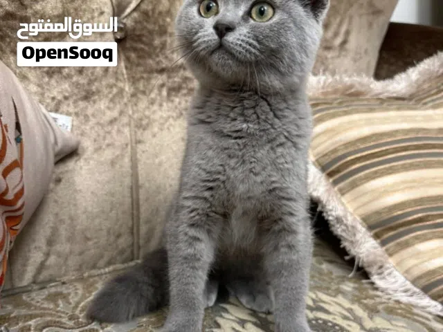 ذكر سكوتش فولد برتش عمر 3 شهور لعوب جددا جدا ماشاءالله صحك ممتازه