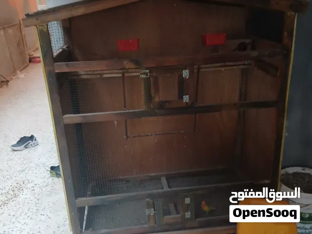 كوبية اورنج