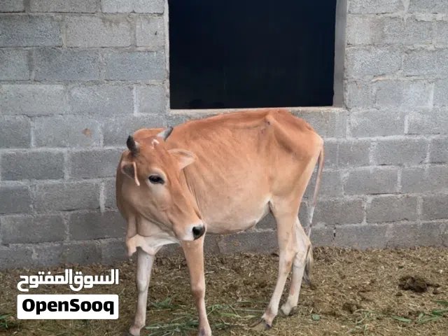 للبيع أبقار