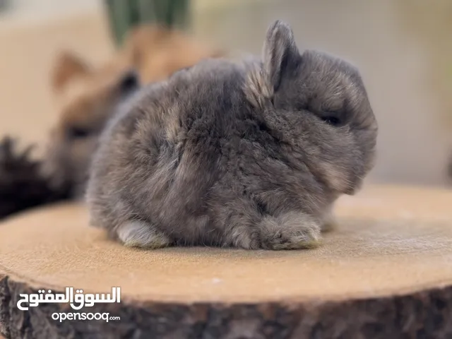 أرنب انقلش انقورا والقزم وهولاند لوب و هوتوت - English Angora ,Dwarf,Holland lop & Hotot