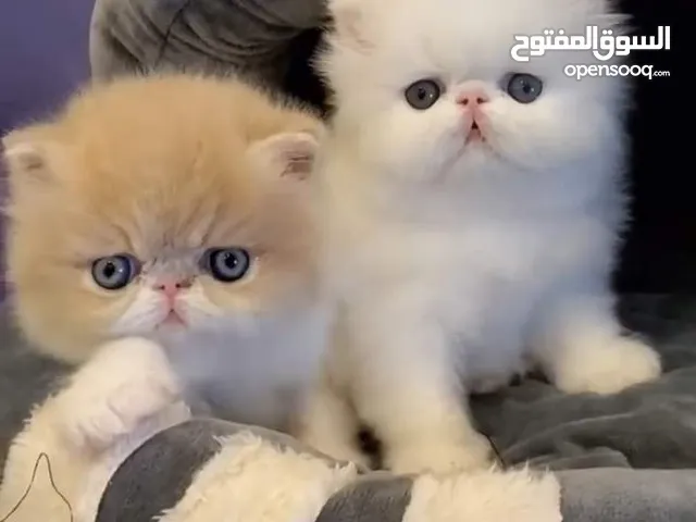 قطتين للبيع بسعر حرق مثل اللعبه ما شاء الله الصلاة على النبي
