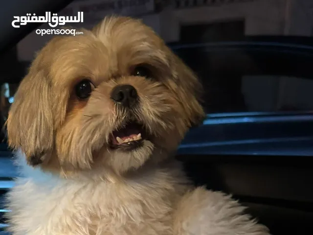 كلب شيزو العمر 3 شهور 10 دينار