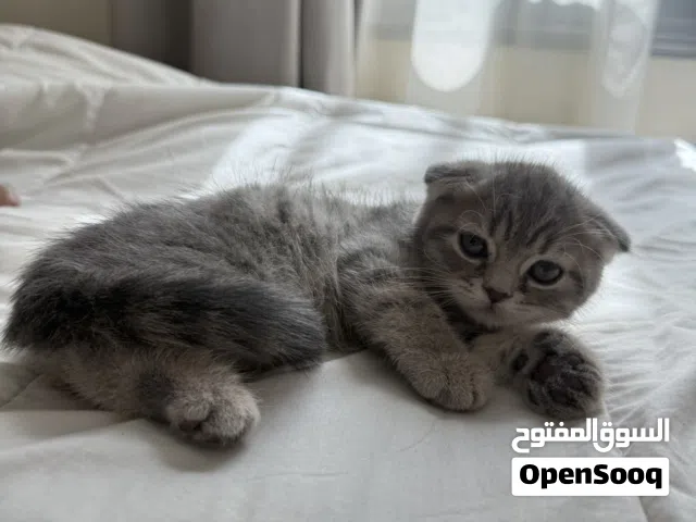 سكوتيش فولد