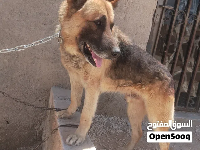 كلب جيرمني