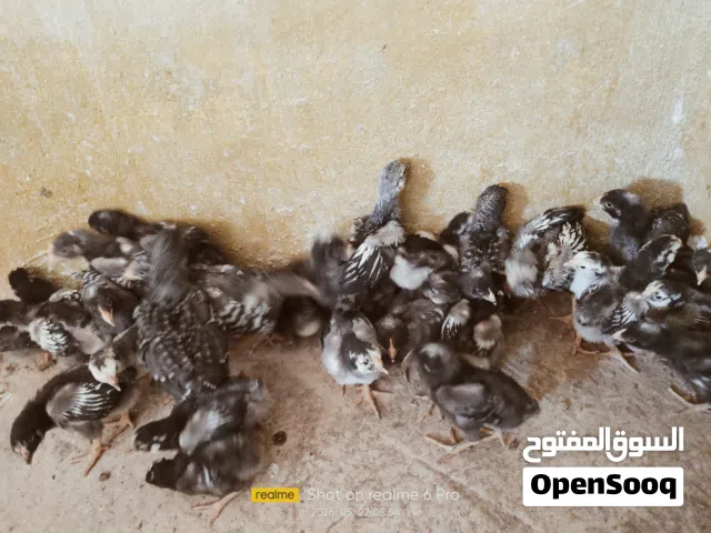 يتوفر صوص بلايموث روك و صوص وندوت سلفر الي بدو اياهم كوم في مجال العدد بحدود 50