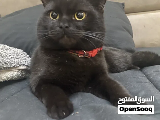 سكوتش فولد