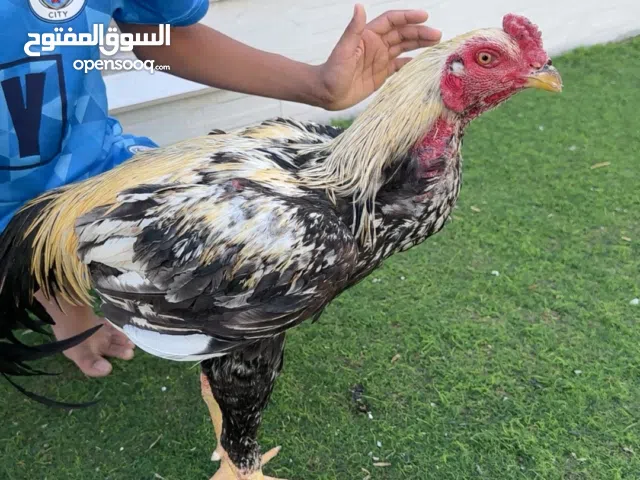 للبيع ديك500