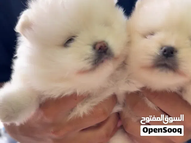 بومارينيان تيكب