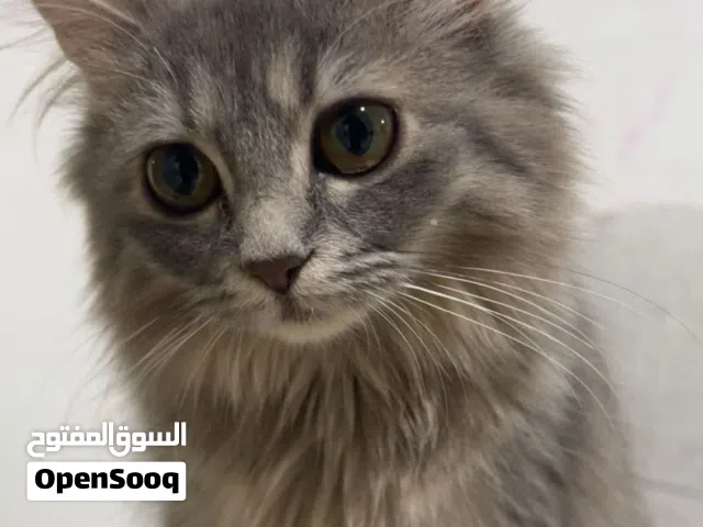 2 female Persian kittens