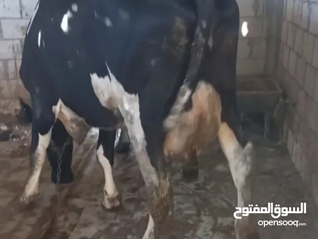 بكاكير حليب
