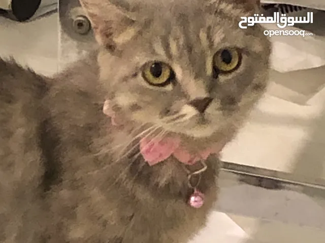 قطة سكوتش هجينة محلي للتبني لعدم التفرغ
