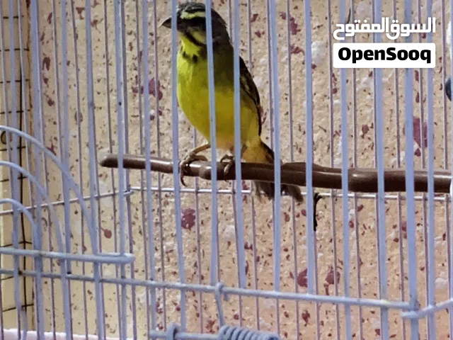 موزمبيق نثيه جاهزه