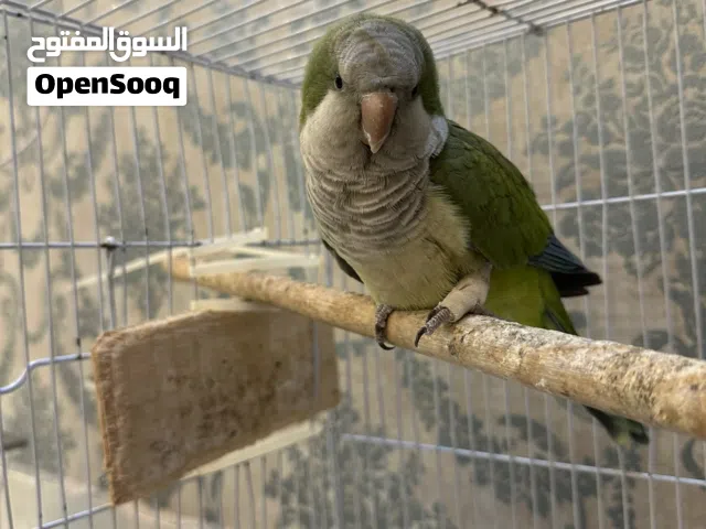 كويكر اخضر