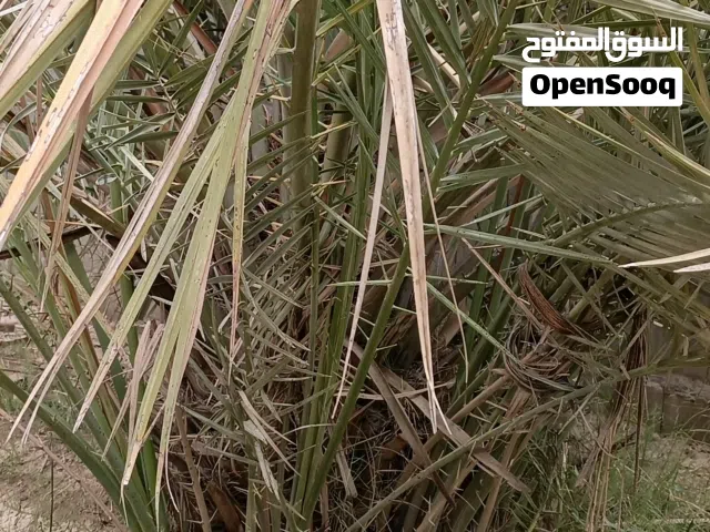 نخل حلاوي وساير العمر من سنه الى ثلاث سنوات