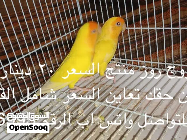 طيور روز المواصفات في الصوره أفضل سعر زوج جميل إلى محبين التميز و الأنتاج القوي الصحي أفضل صحة