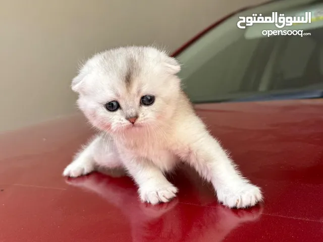 للبيع قطط سكوتش ألوان مميزة
