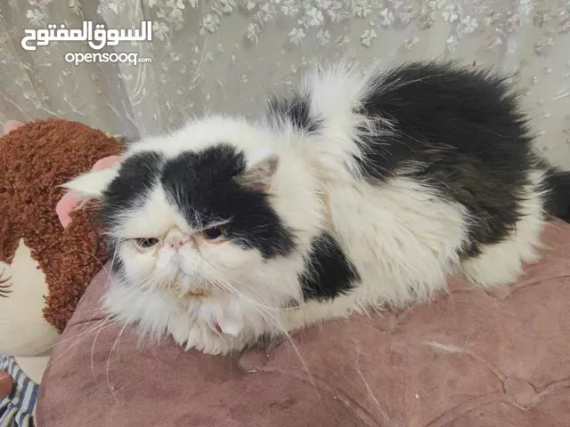 قط بيرشن زورار فان هارليكان
