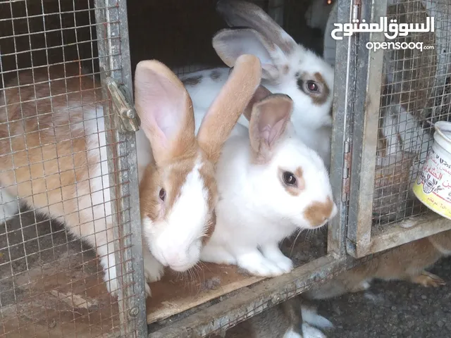 ارانب هجين